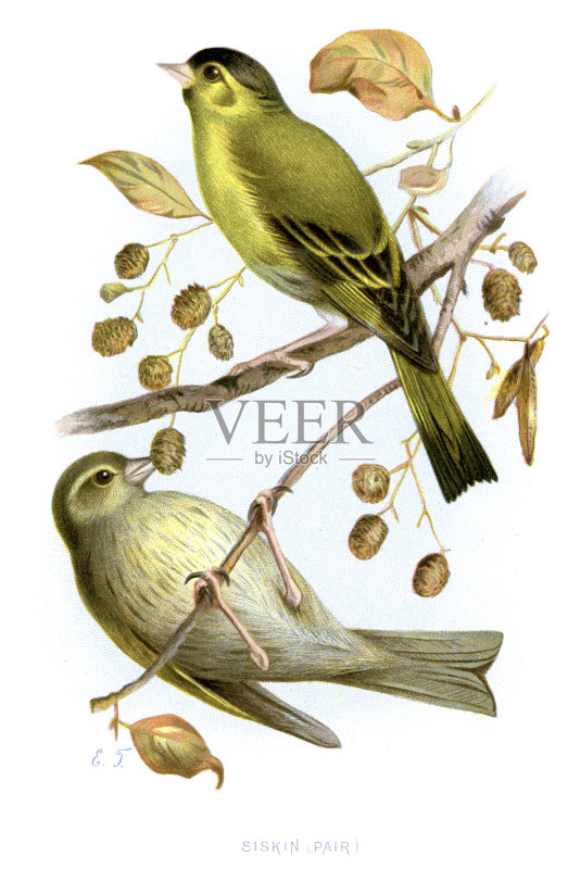 欧洲Siskin - Carduelis spinus正版元素素材