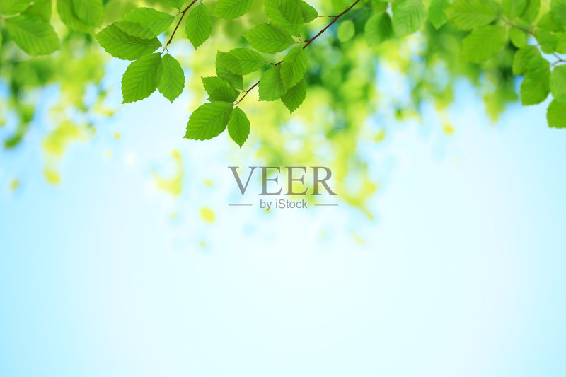 新鲜的绿叶正版图片素材