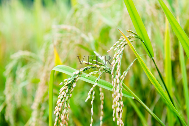 水稻正版图片素材