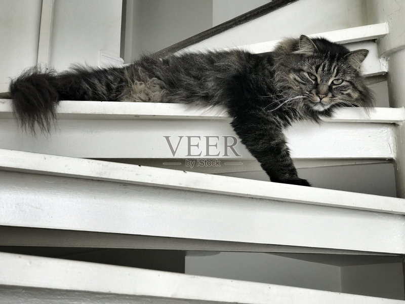 缅因库恩猫正版图片素材