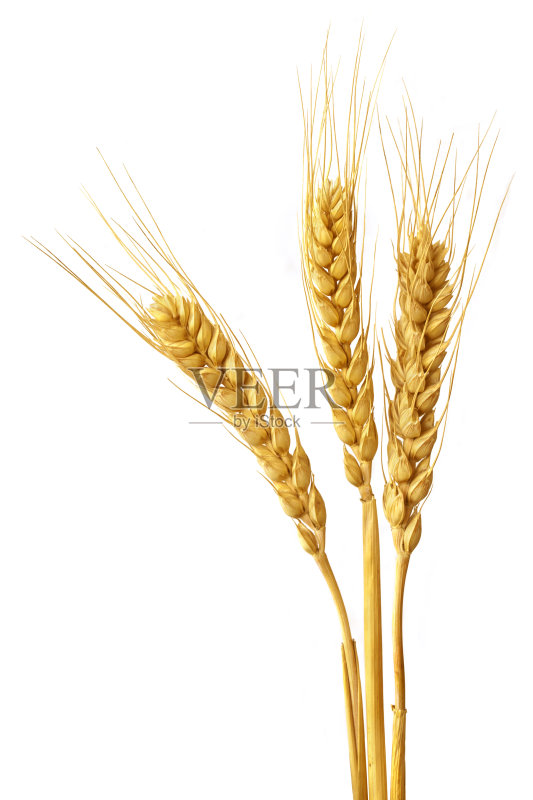 小麦的耳朵正版图片素材