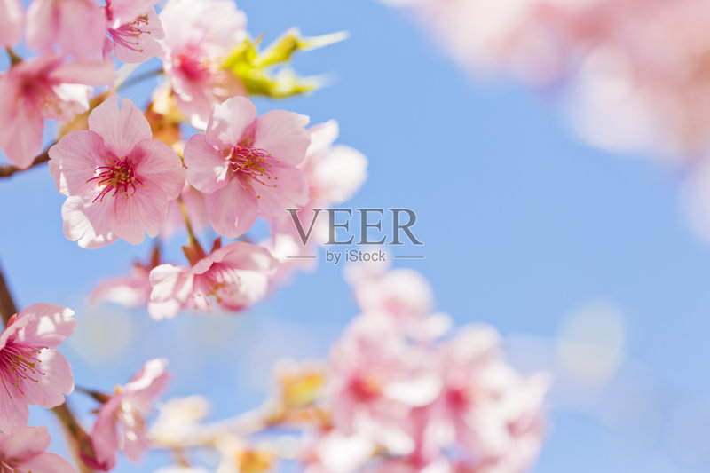 粉红色的樱花在春天盛开正版图片素材