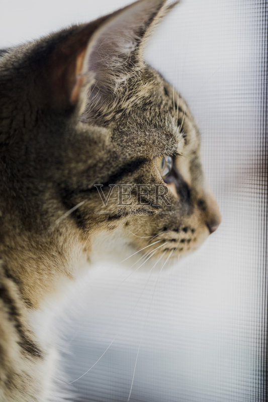 这是一只安静的7个月大的鲭鱼虎斑猫放松的侧面头像。正版图片素材