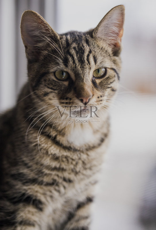 这是一只安静的7个月大的鲭虎斑猫在放松。正版图片素材