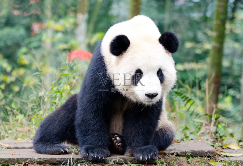 大熊猫看着镜头-成都，中国。正版图片素材