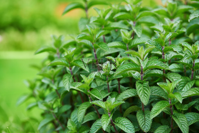 花园里的薄荷叶正版图片素材