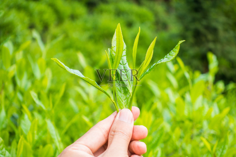 绿茶正版图片素材