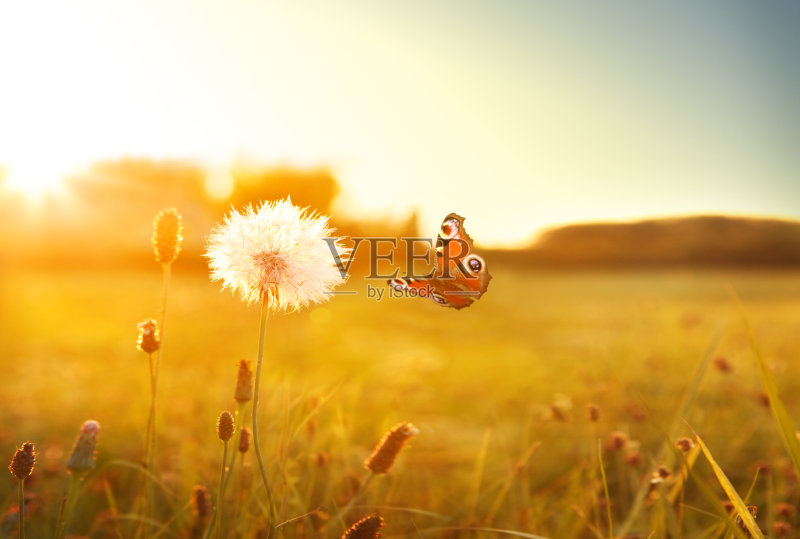 夏日草地上飞舞着蝴蝶正版图片素材