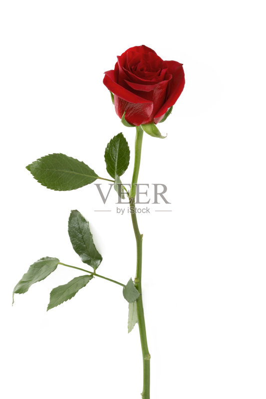 红玫瑰花瓣正版图片素材