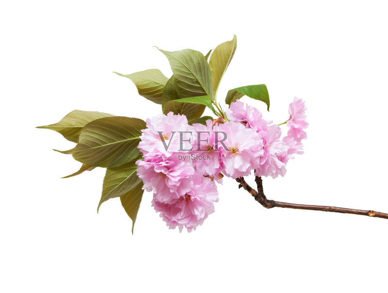 特写的樱花孤立在白色的背景正版图片素材