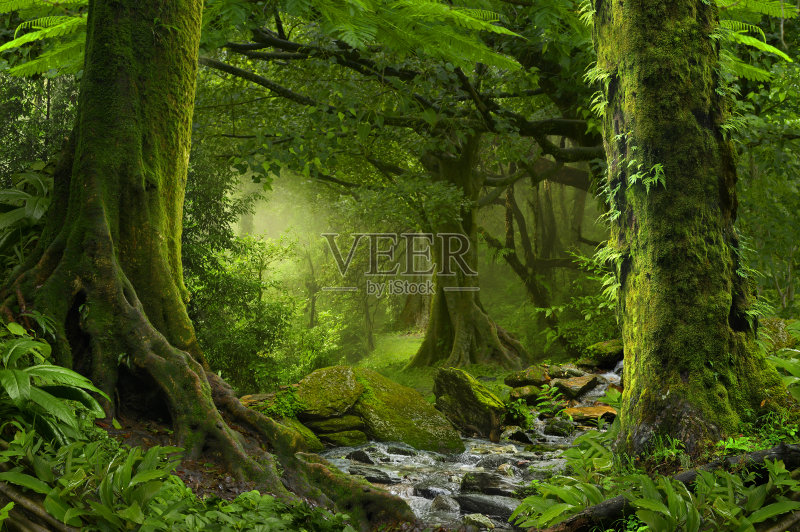 热带丛林正版图片素材