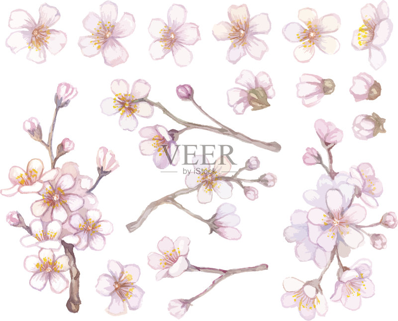 杏树和杏花。正版元素素材