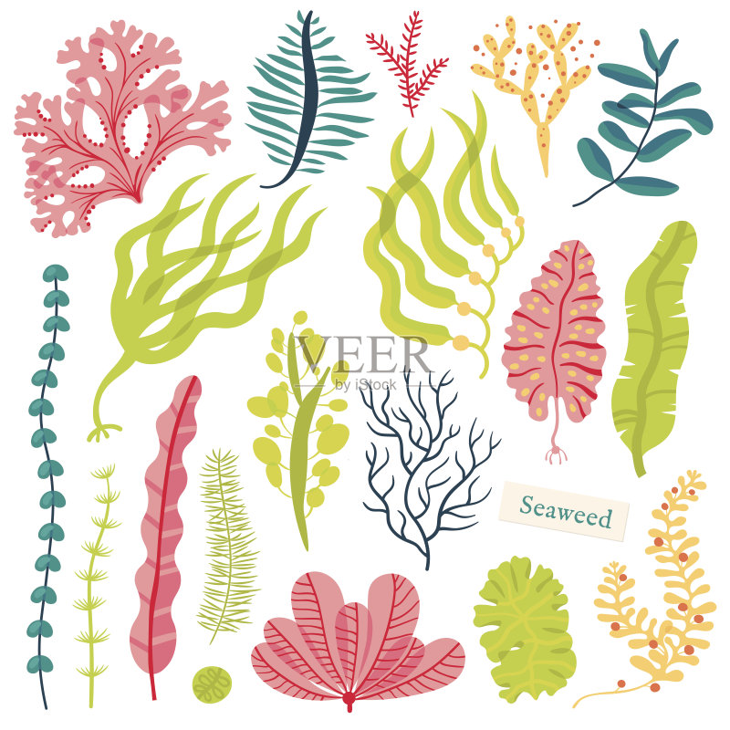 海洋植物和水生海藻。海藻集矢量插图孤立在白色正版元素素材