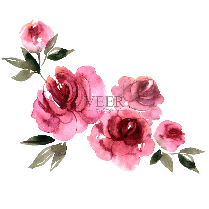 可爱的水彩手绘粉红牡丹正版插画素材