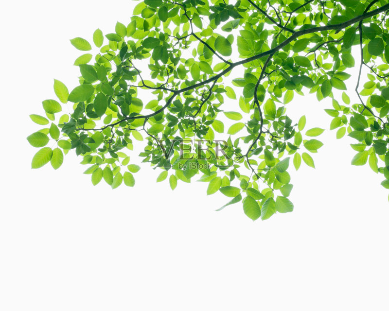 绿色的树叶正版图片素材