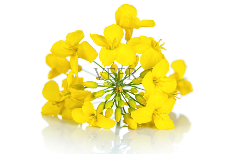 油菜籽花正版图片素材