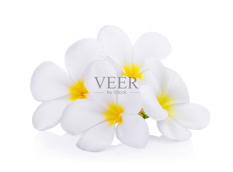 白色鸡蛋花(鸡蛋花)花孤立在白色背景上正版图片素材