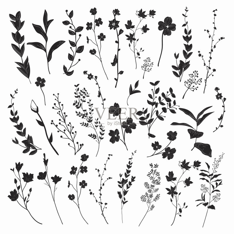 采购产品黑色的草本，植物和花。矢量图正版插画素材
