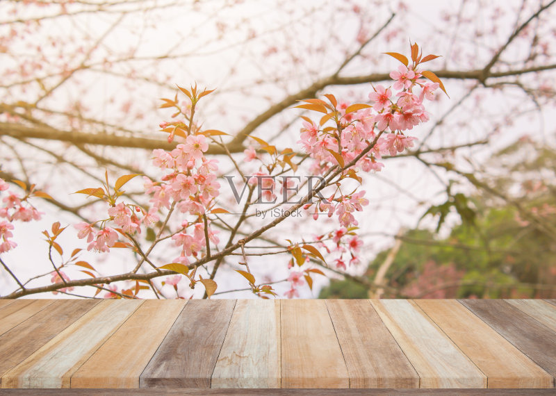 空木桌以樱花和阳光为背景，用于产品展示。正版图片素材