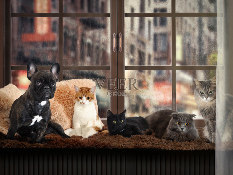 窗台上有很多猫和一只狗。外面，雨，城市街道，水滴。在房子里舒适而温暖正版图片素材