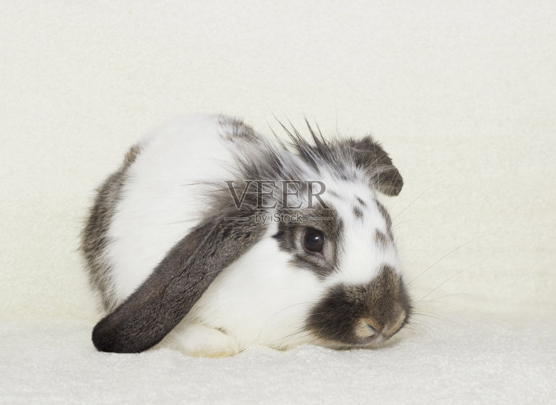 兔子正版图片素材