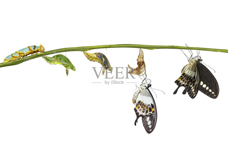 带状燕尾蝶(Papilio demolion)的孤立转化生命周期正版图片素材