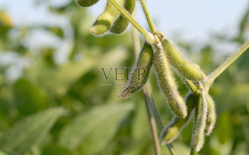 增长的大豆正版图片素材