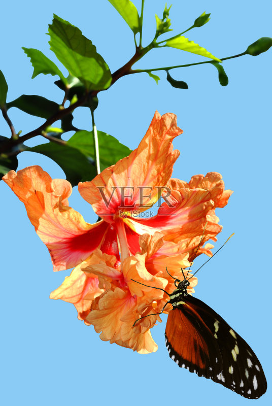 木槿花上的蝴蝶正版图片素材