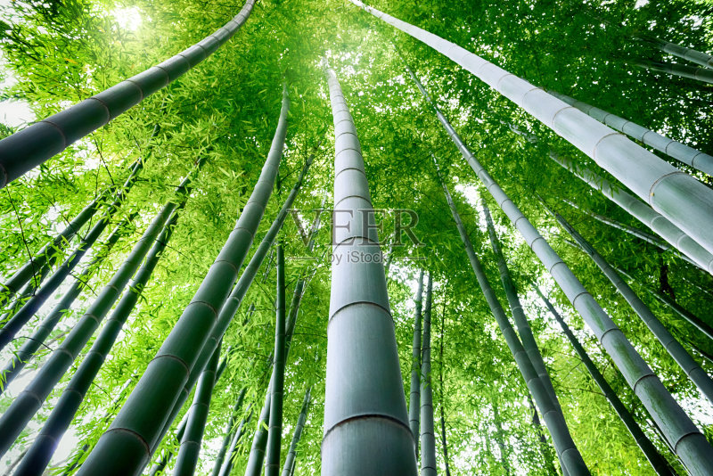 竹林正版图片素材