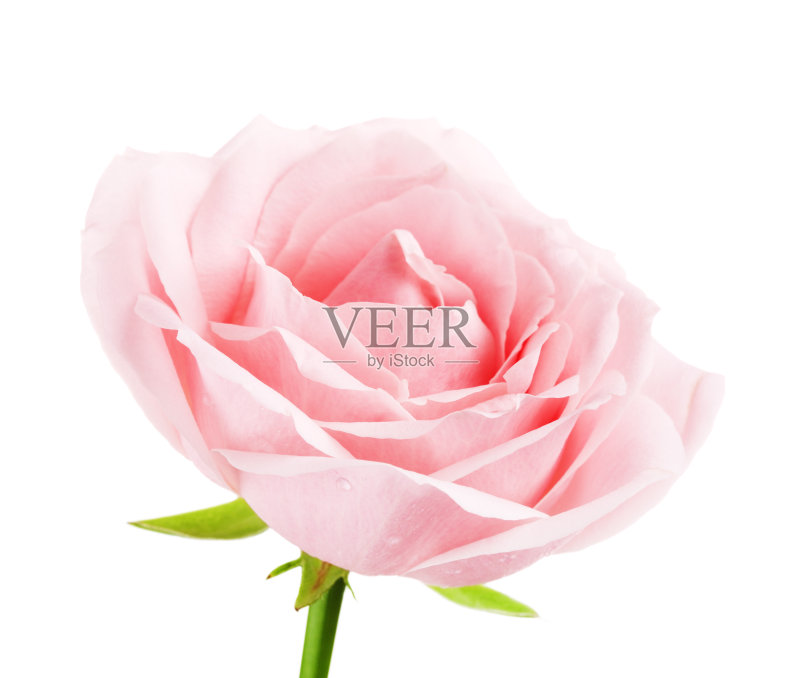 粉红色的玫瑰花正版图片素材