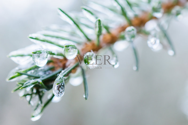 云杉枝。在针和针上挂着冰冻的水滴正版图片素材