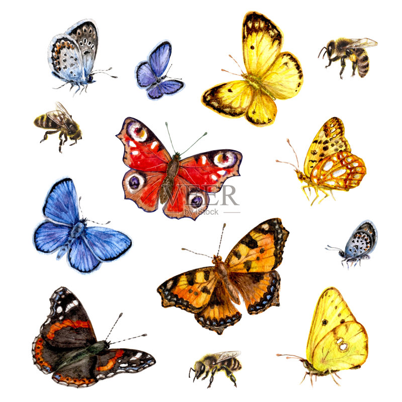 蝴蝶和蜜蜂的水彩画。正版插画素材