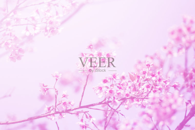 迷离的樱花盛开正版图片素材