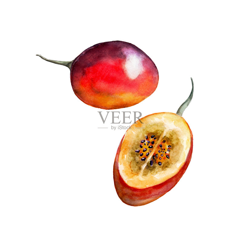 孤立的蕃茄白色背景，水彩插图设置在手绘风格。正版插画素材