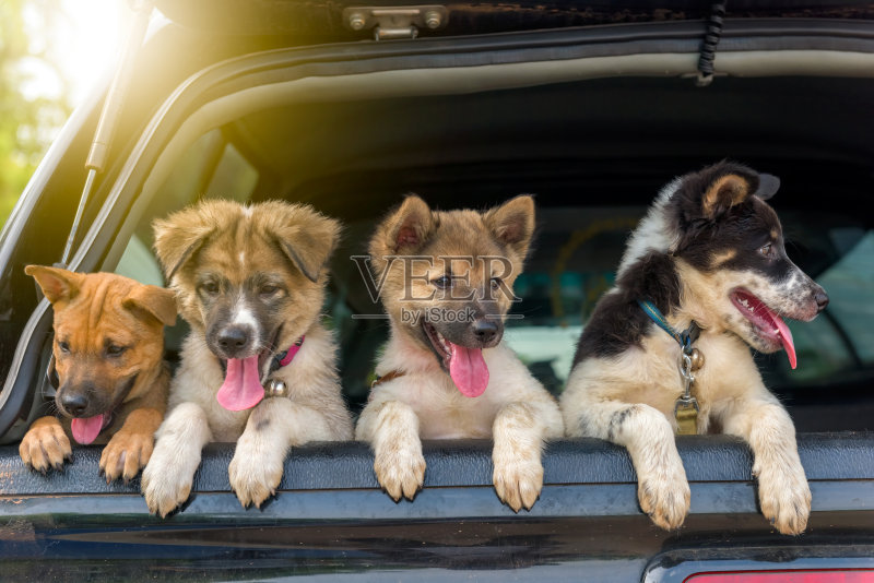 一窝小狗在皮卡上正版图片素材