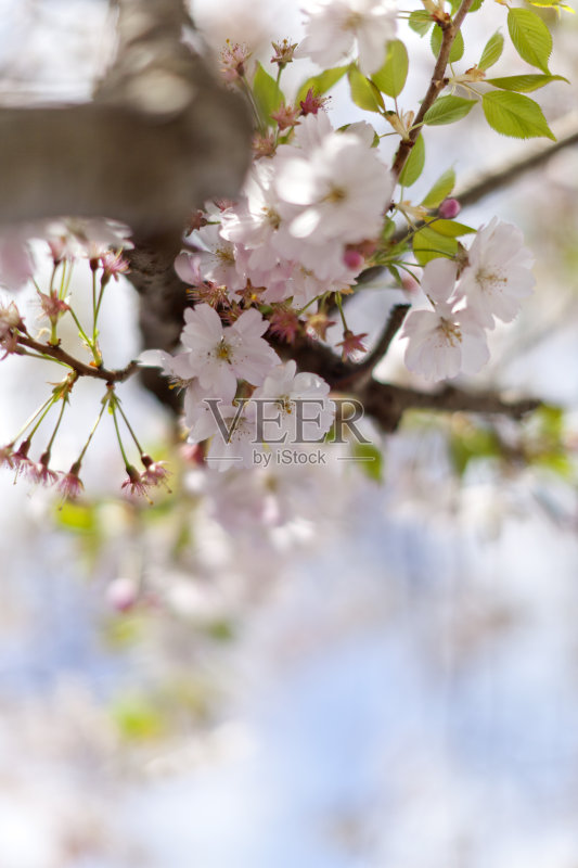 粉红色的樱花在蓝天的映衬下盛开正版图片素材