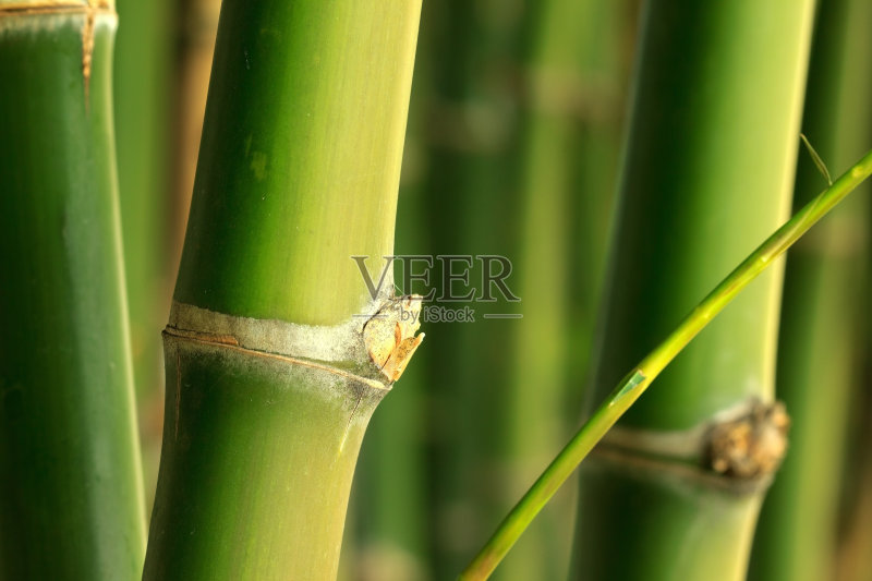 竹子正版图片素材