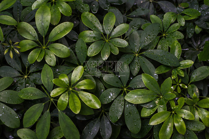 绿叶与水滴纹理背景。正版图片素材