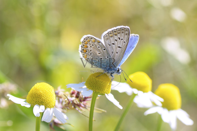 Plebeius Argus Butterfly on a leave(银钉蓝蝴蝶)正版图片素材