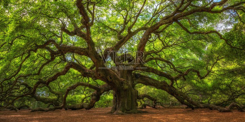 天使橡树正版图片素材