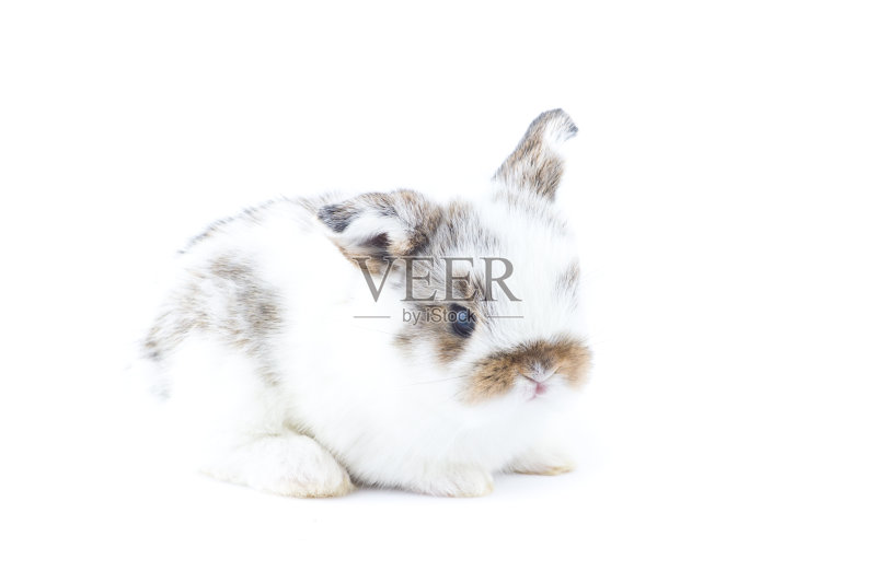 兔子正版图片素材