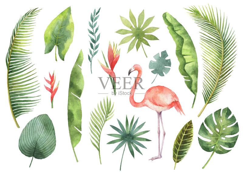 水彩设置热带树叶和树枝孤立在白色的背景。正版插画素材