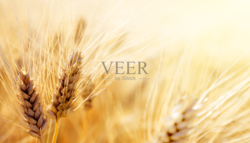 麦田正版图片素材