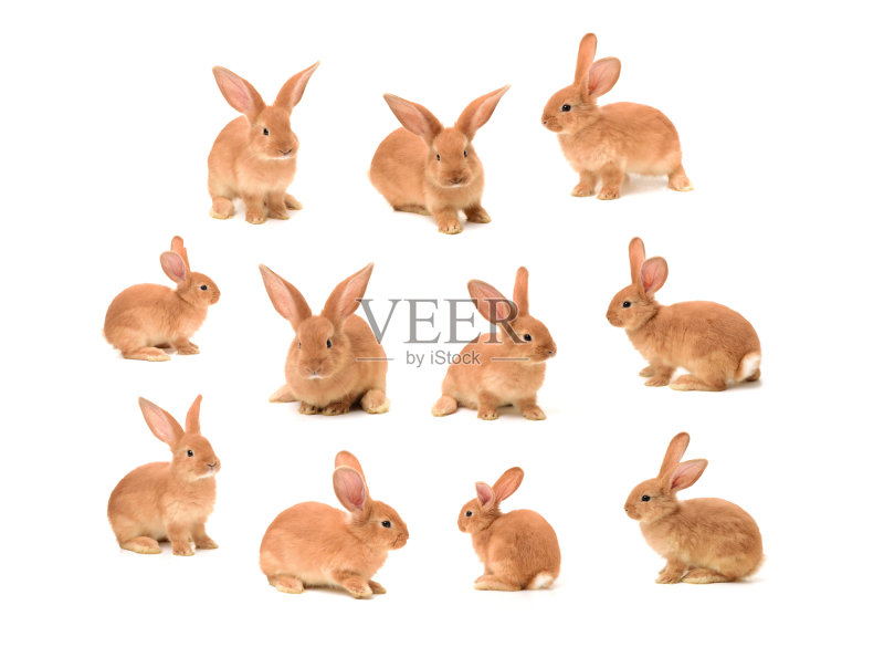 可爱的小兔子在白色的背景正版图片素材