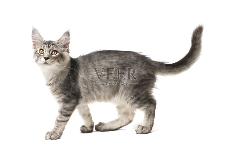 灰色的小猫走正版图片素材