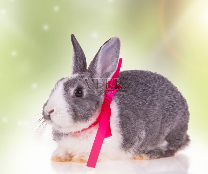 复活节的兔子正版图片素材
