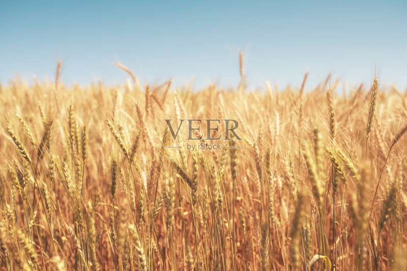 小麦农场和蓝天正版图片素材