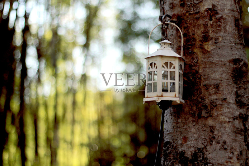 树上的旧灯正版图片素材