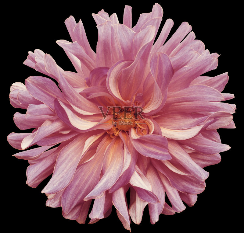 秋天大花粉红紫罗兰，黄色中心在一个黑色的背景孤立与修剪路径。特写镜头。大的花。为设计。大丽花。正版图片素材