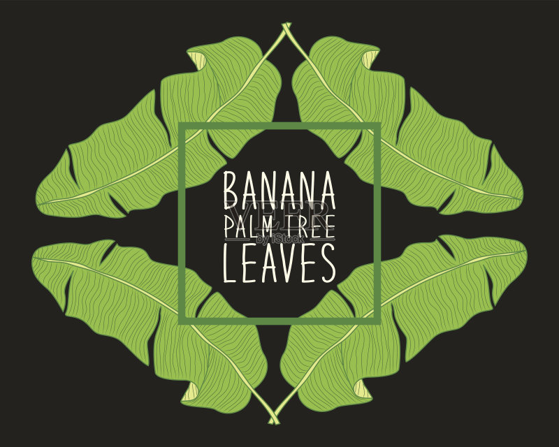 美丽的绿色植物框架与树叶，如香蕉棕榈树的叶子正版插画素材